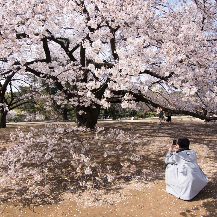 Japonia Cireșilor Înfloriți, Tur Premium